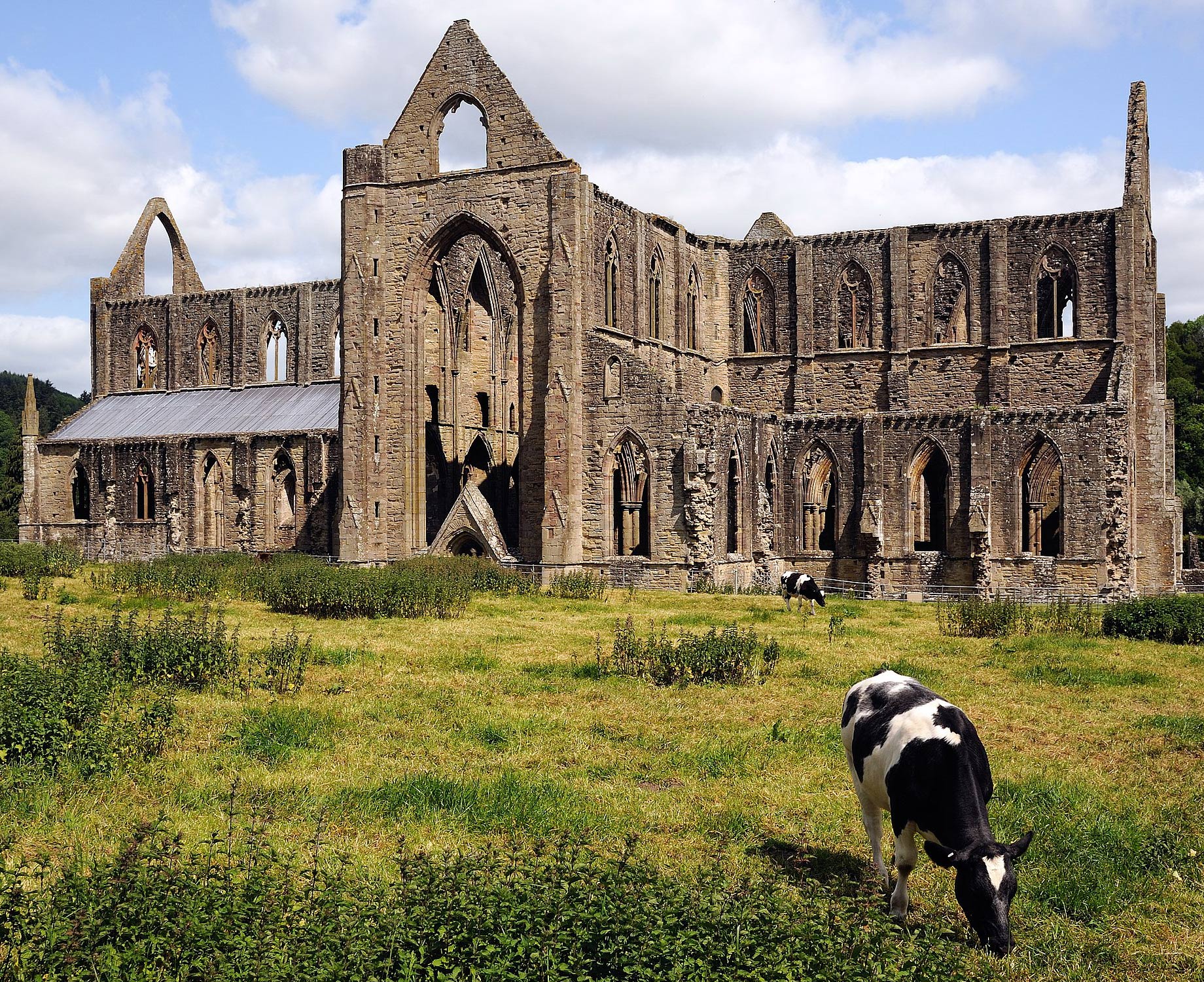 Das Bild zeigt Tintern Abbey